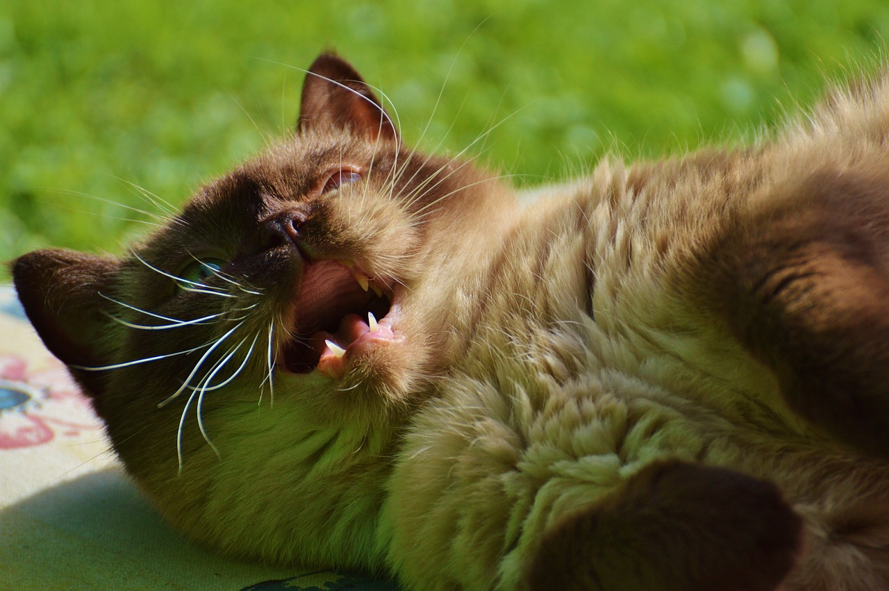 cat british shorthair mieze free photo