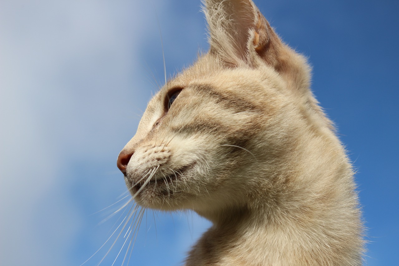 cat sky breed cat free photo