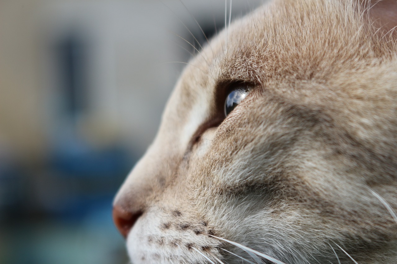 cat eye view free photo