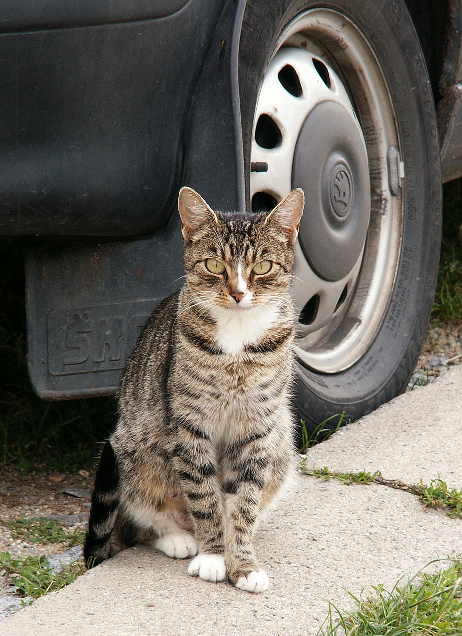 cat animal auto wheel free photo