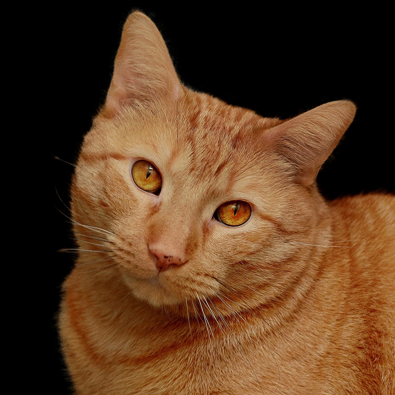 cat feline orange free photo