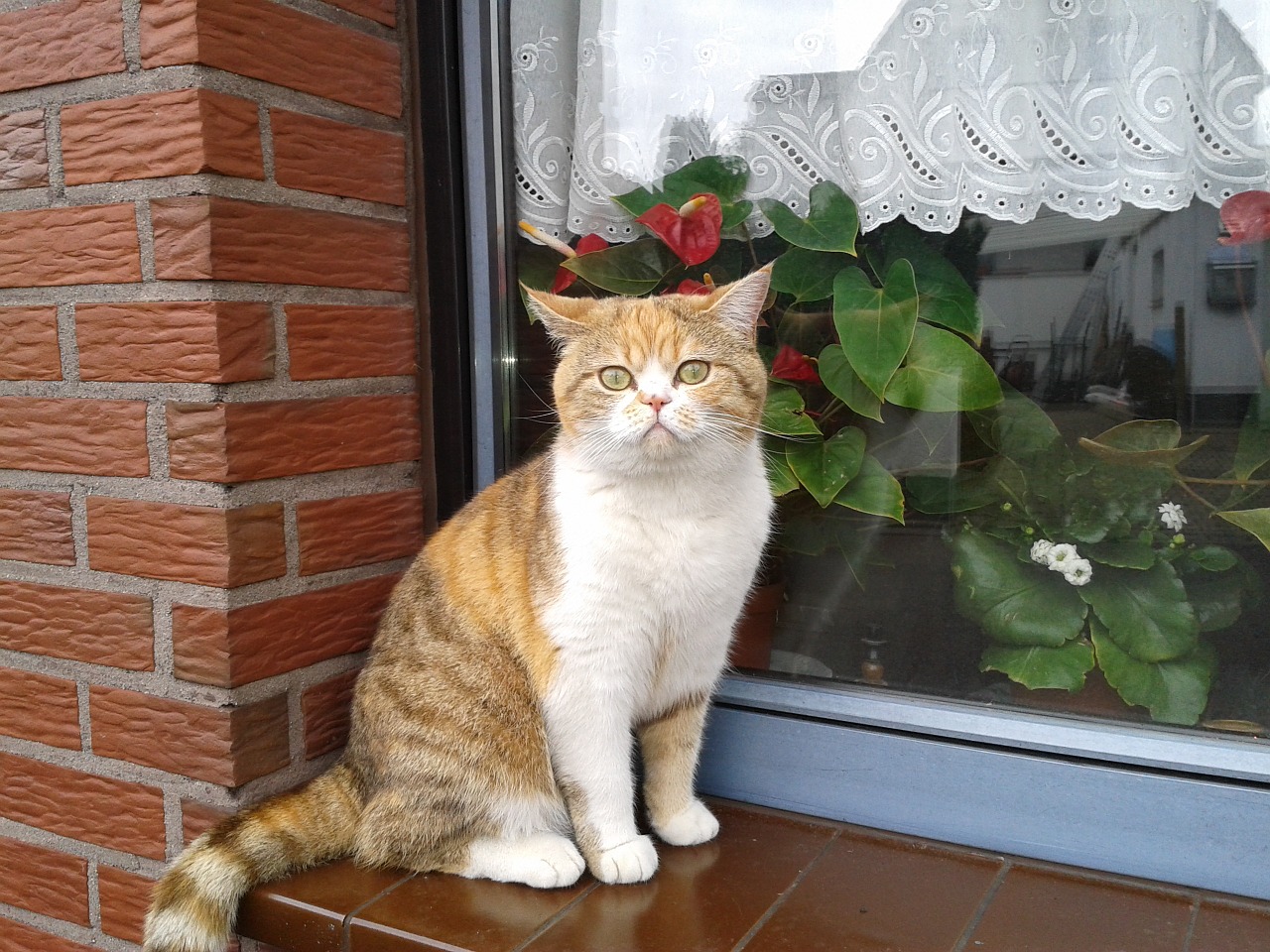 cat window window sill free photo