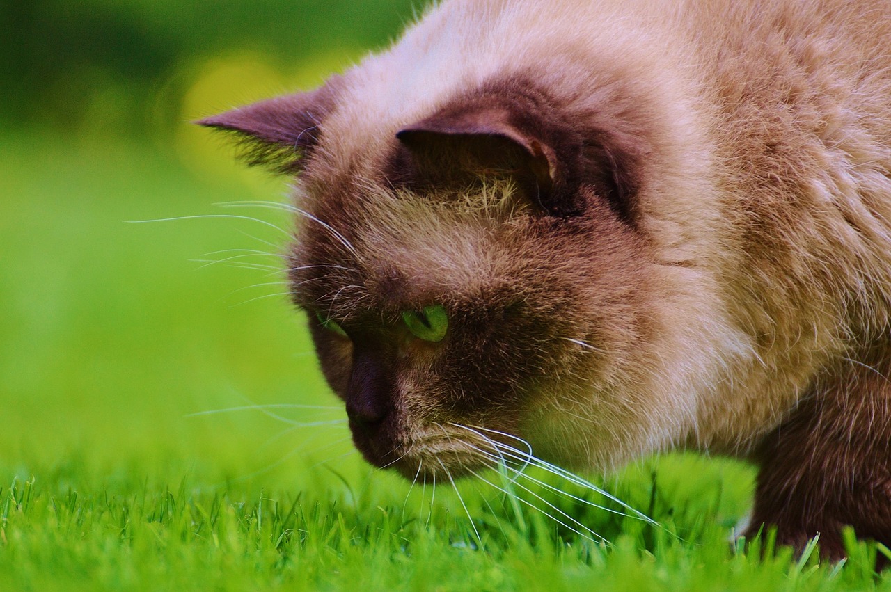 cat lurking british shorthair free photo