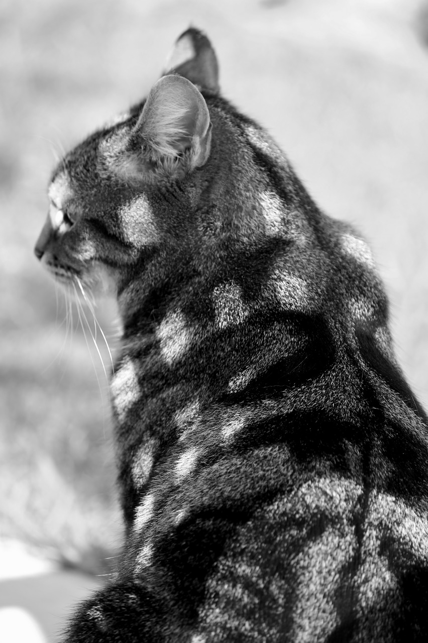 cat fur chess board free photo