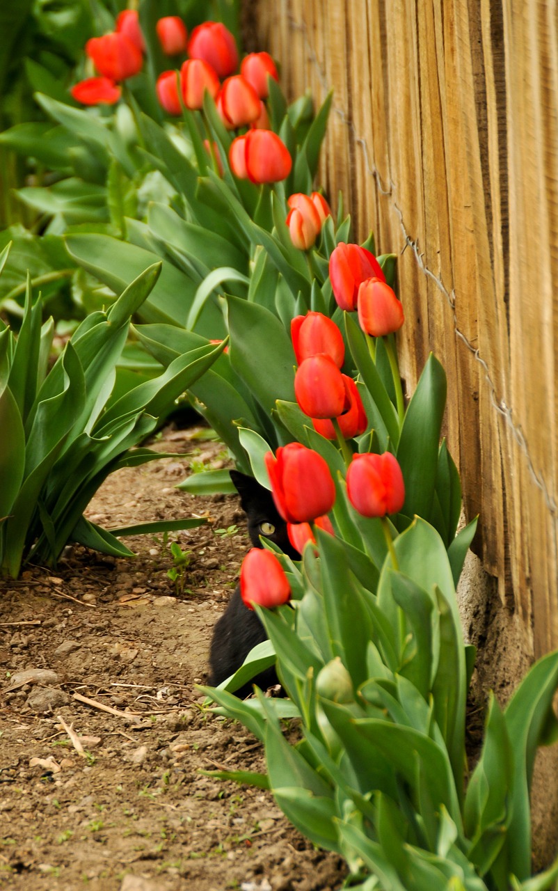 cat tulips eye free photo