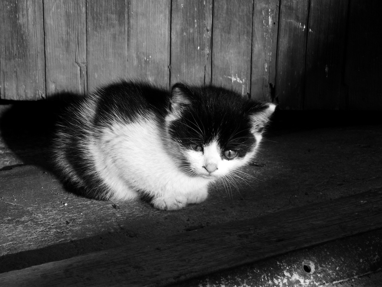 cat kitten kitty free photo