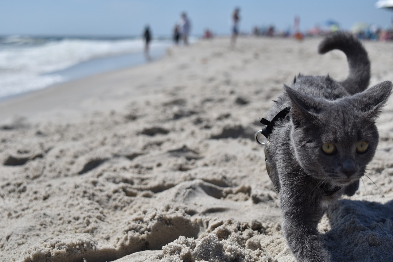 cat beach water free photo