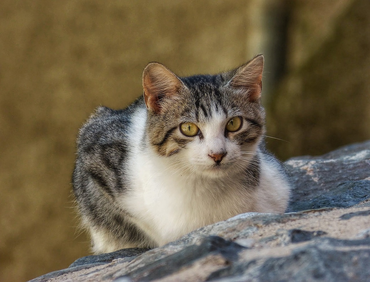 cat stalking eyes free photo