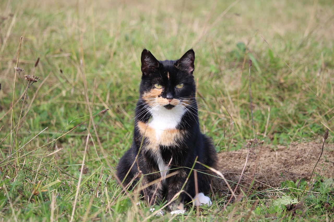 cat lucky cat mieze free photo