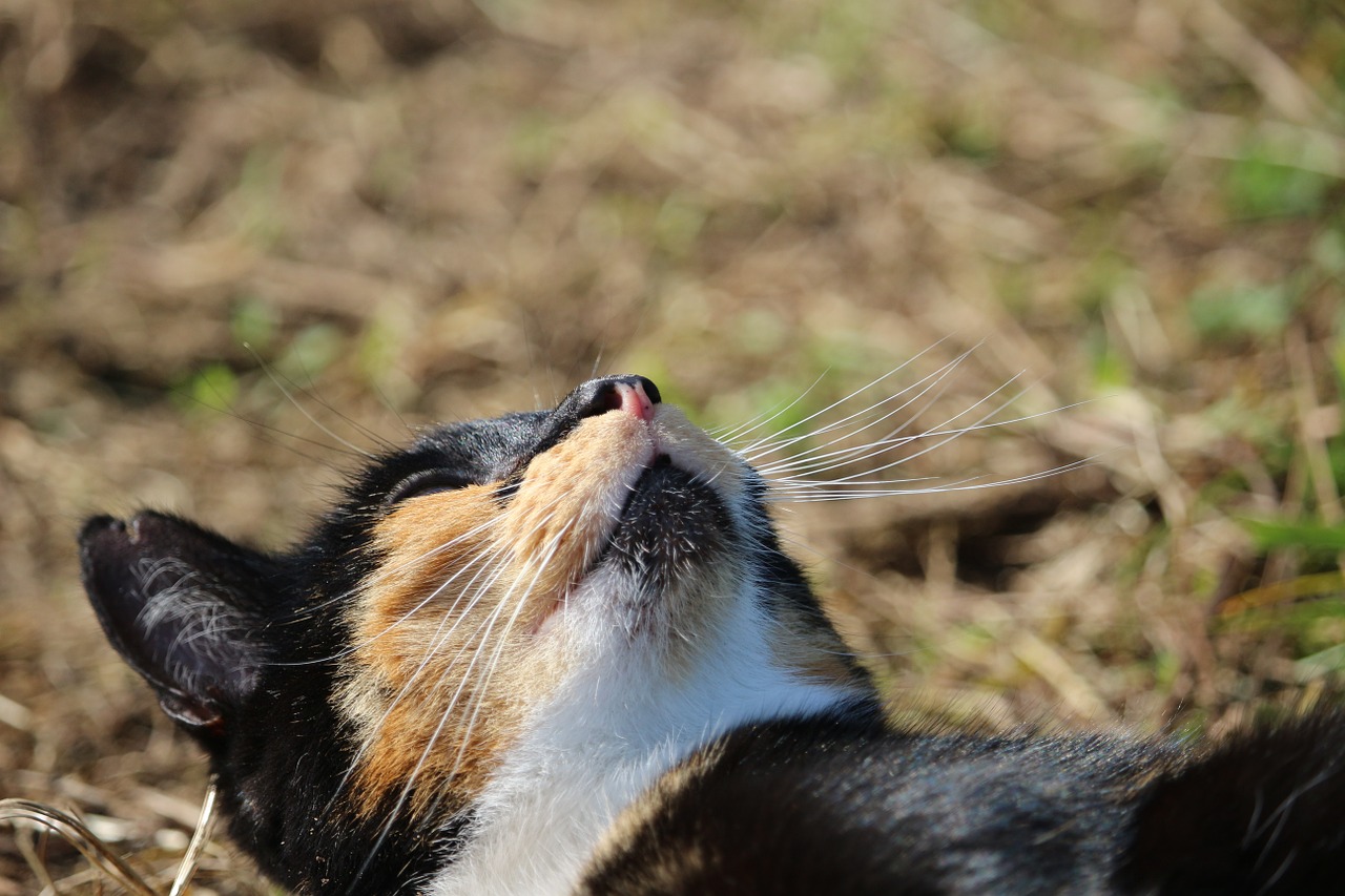 cat lucky cat mieze free photo