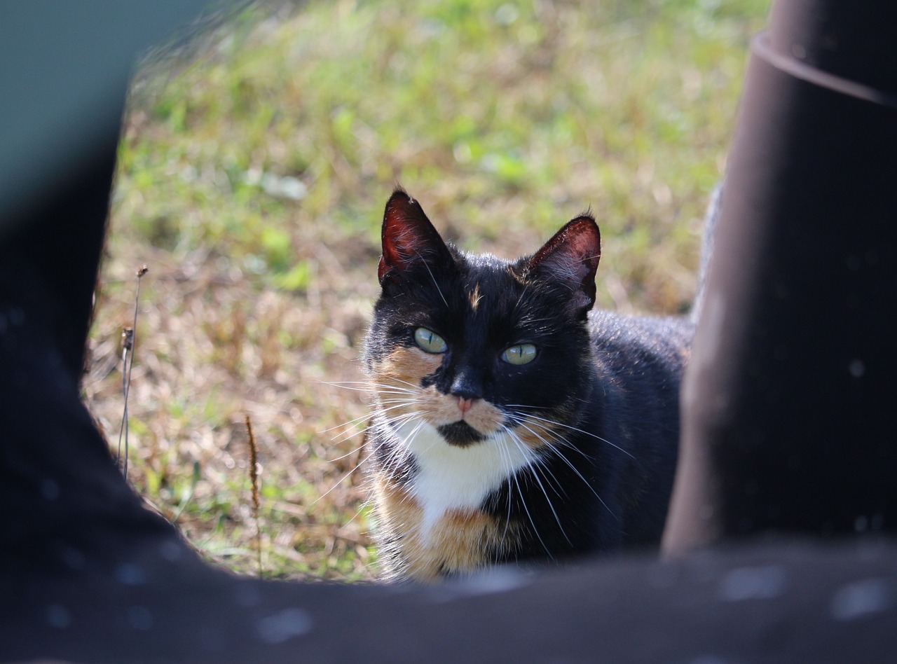 cat lucky cat three coloured free photo