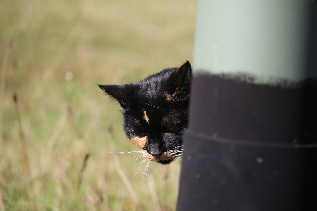 cat lucky cat three coloured free photo