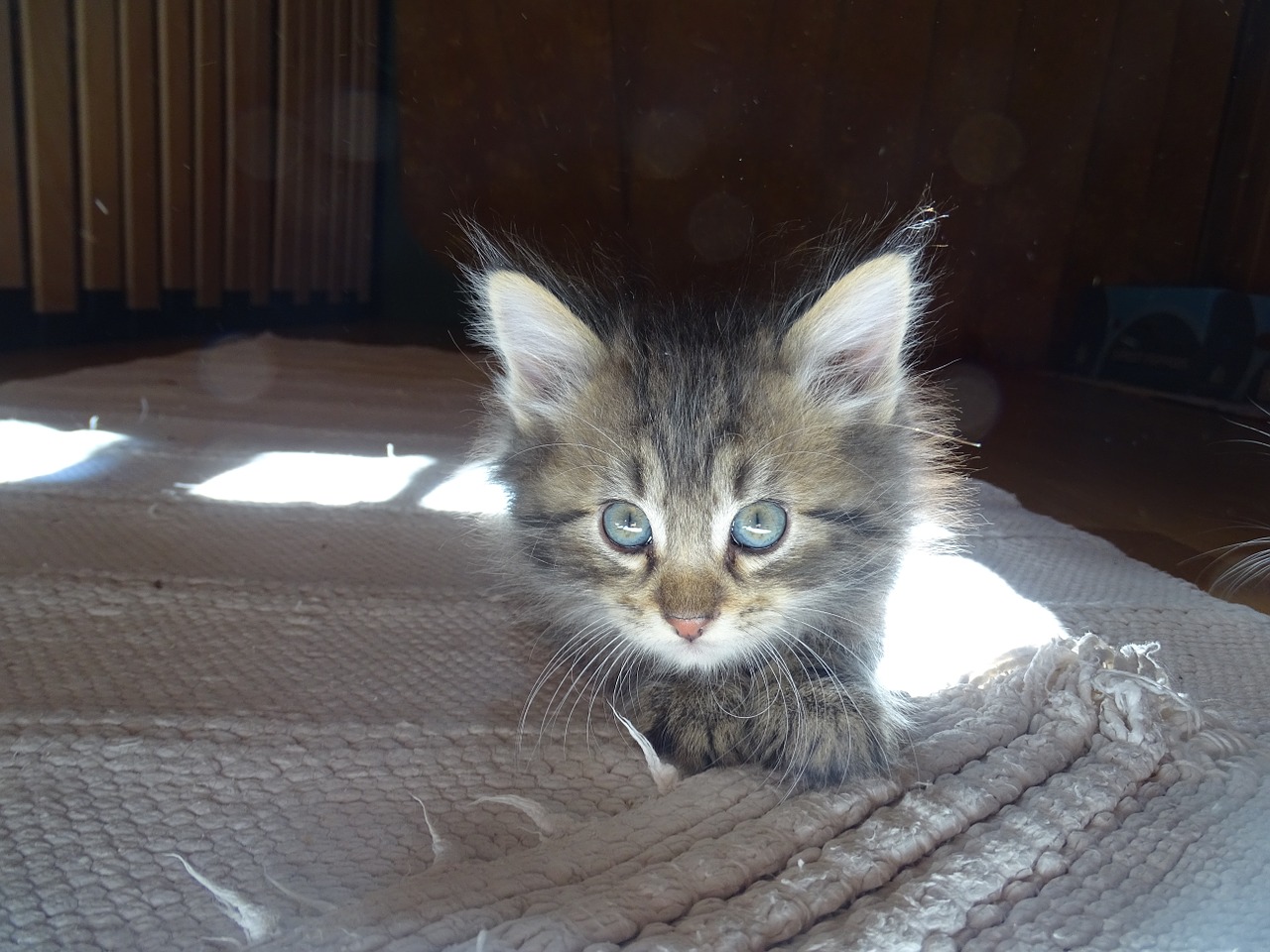 cat blue eye german longhaired pointer free photo