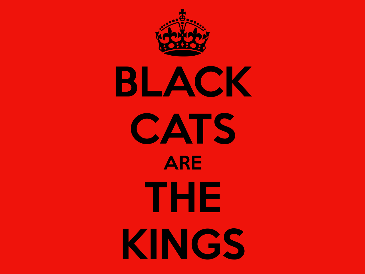 cat black cat black cat appreciation day free photo