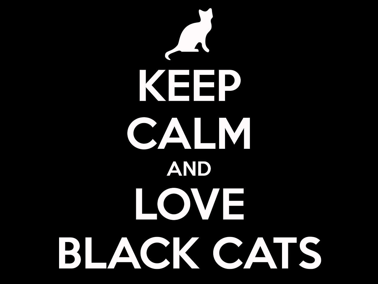 cat black cat keep calm free photo