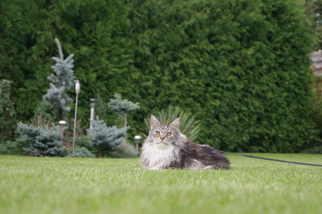 cat grass domestic cat free photo