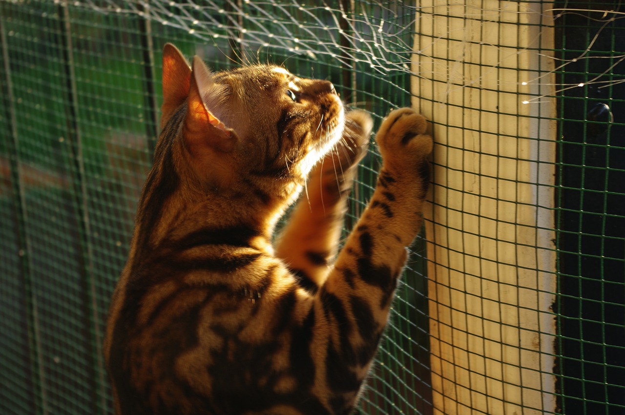 cat bengal sunny free photo