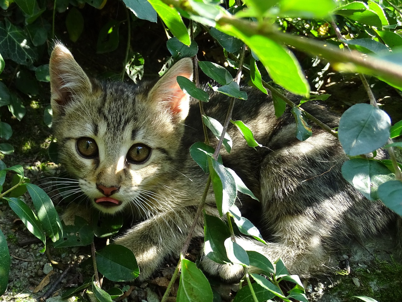 cat shadow leaves free photo