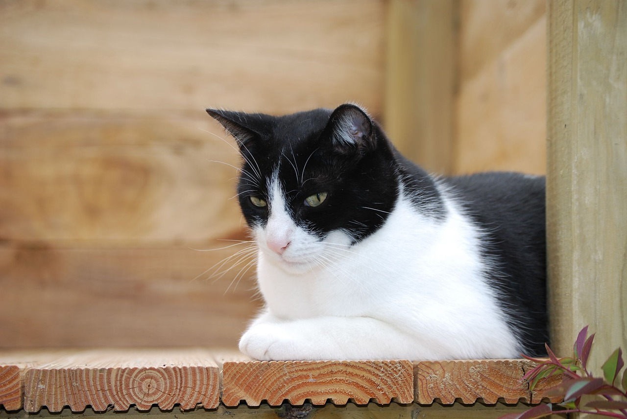 cat black and white pet free photo