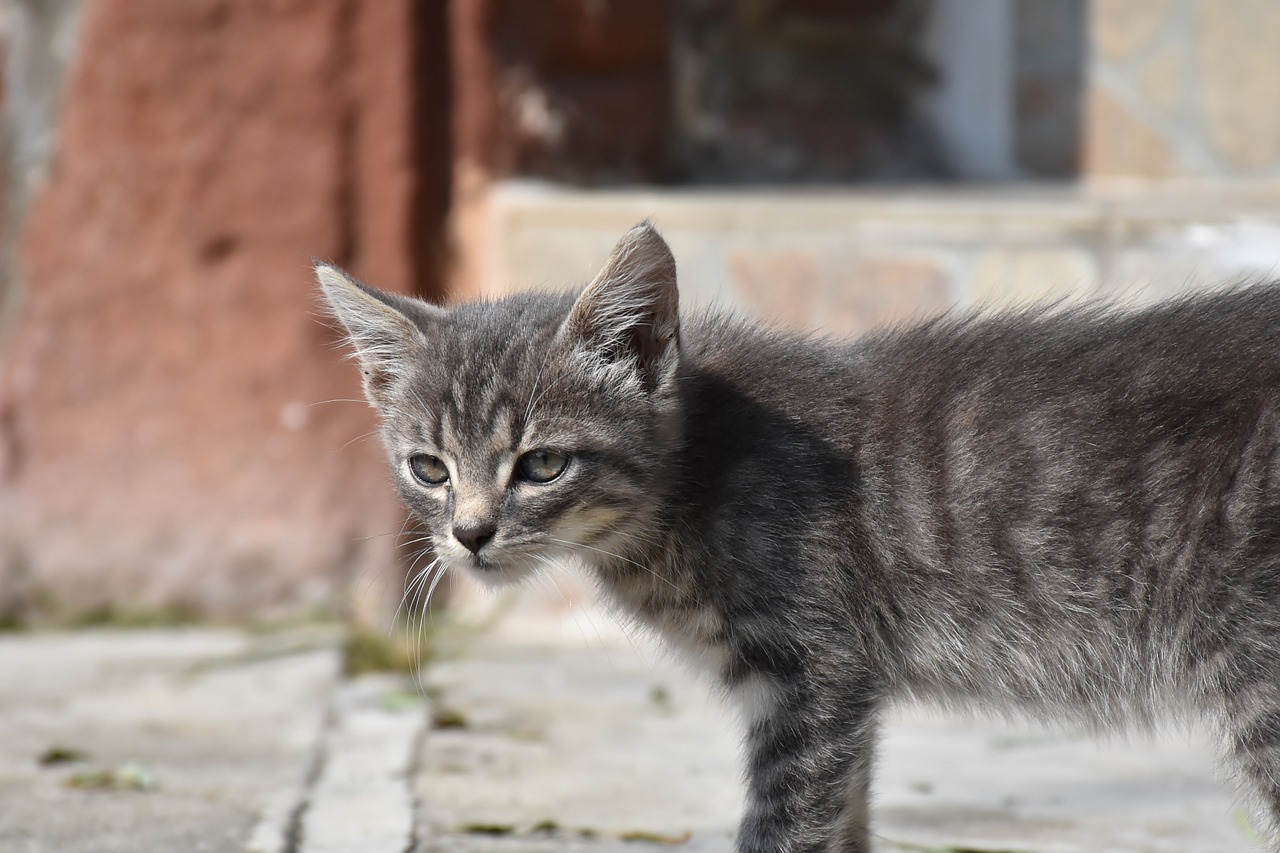 cat young cat playful free photo