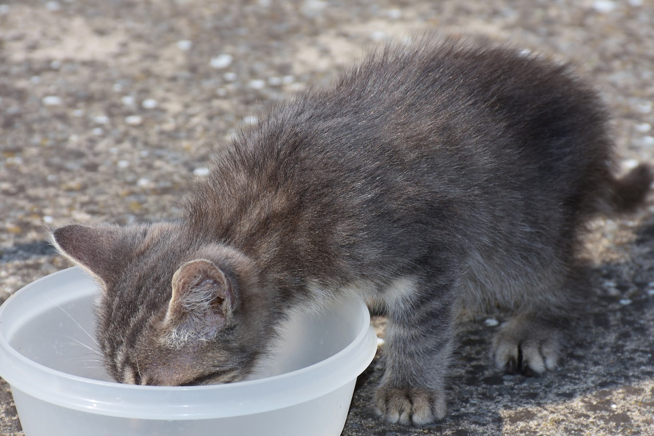 cat young cat playful free photo