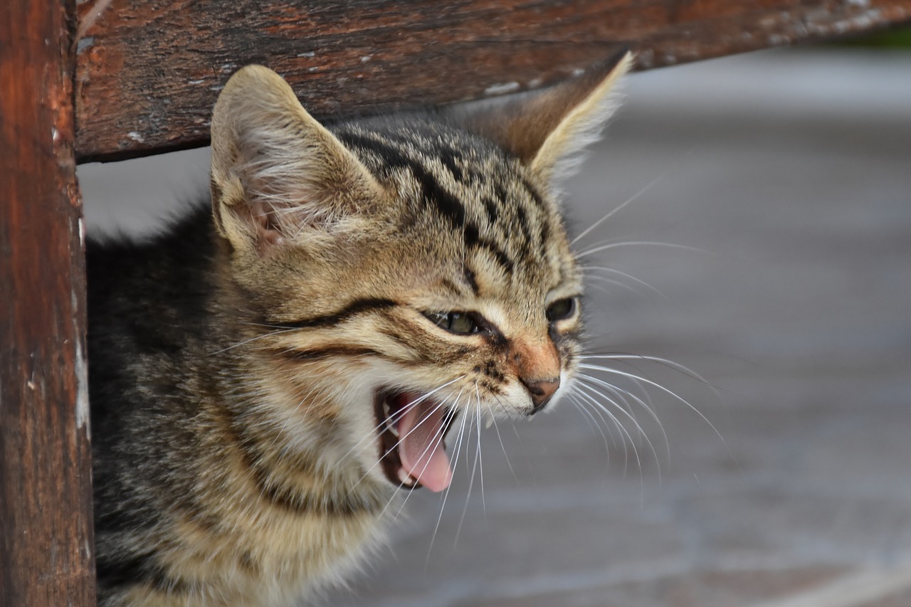 cat young cat playful free photo