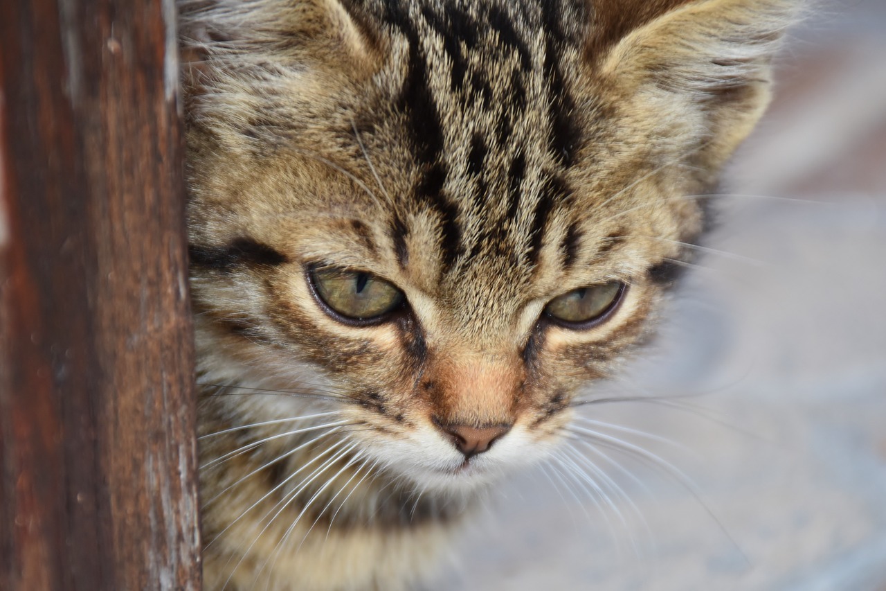 cat young cat playful free photo