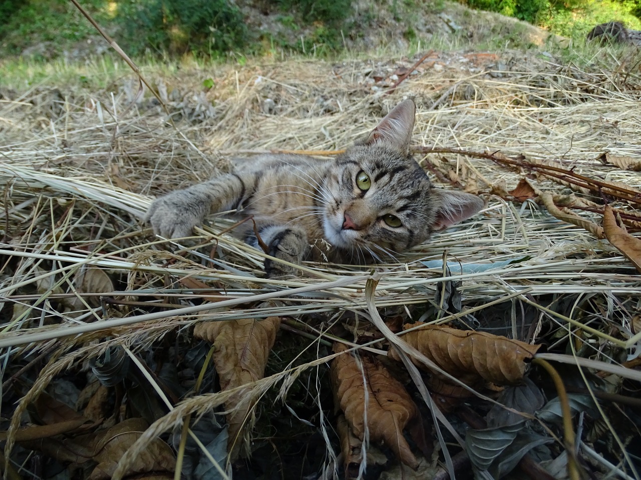 cat leaves straw free photo