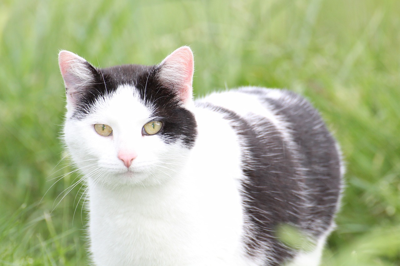 cat cat's eyes domestic cat free photo