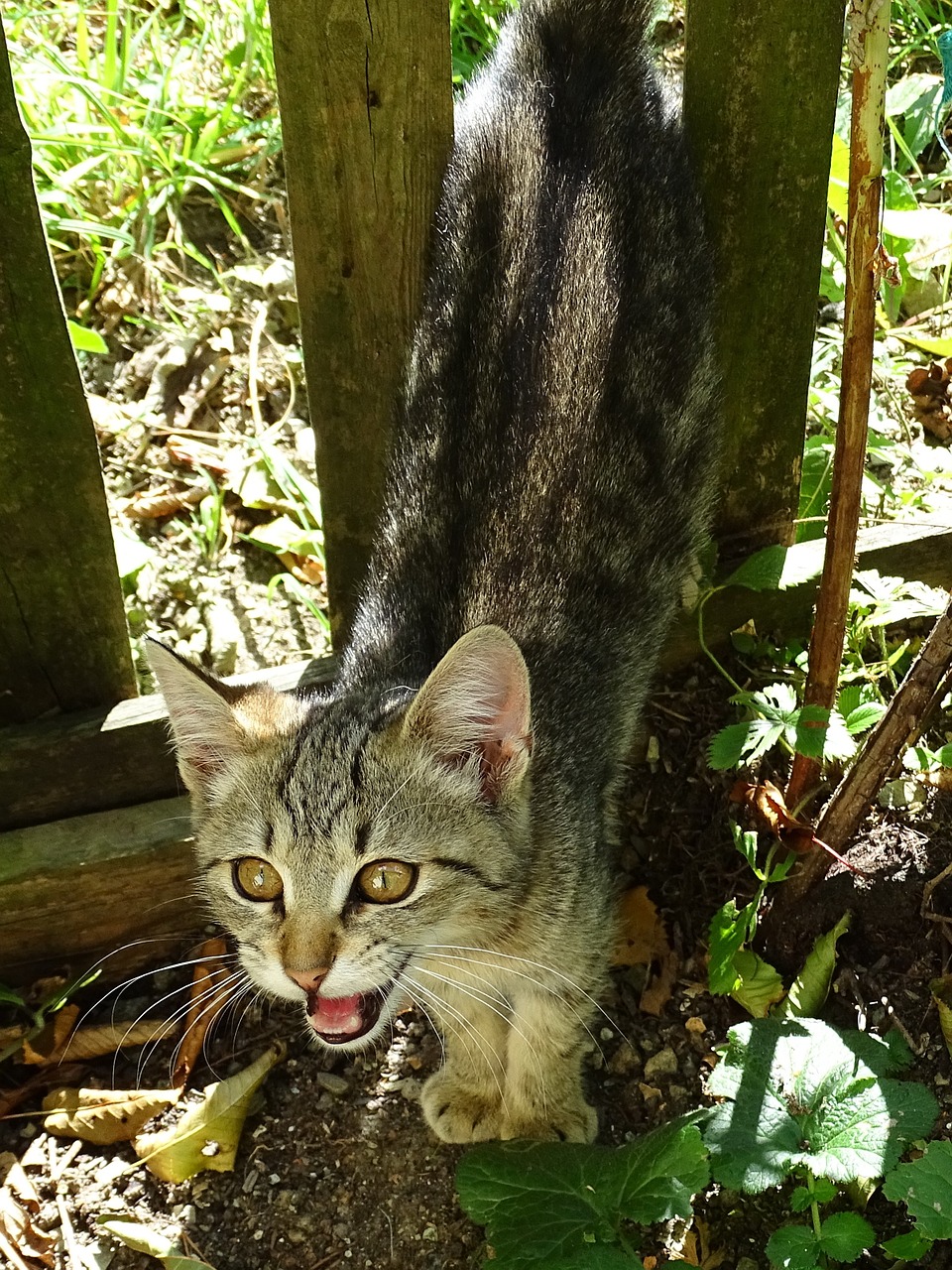 cat meow foot free photo