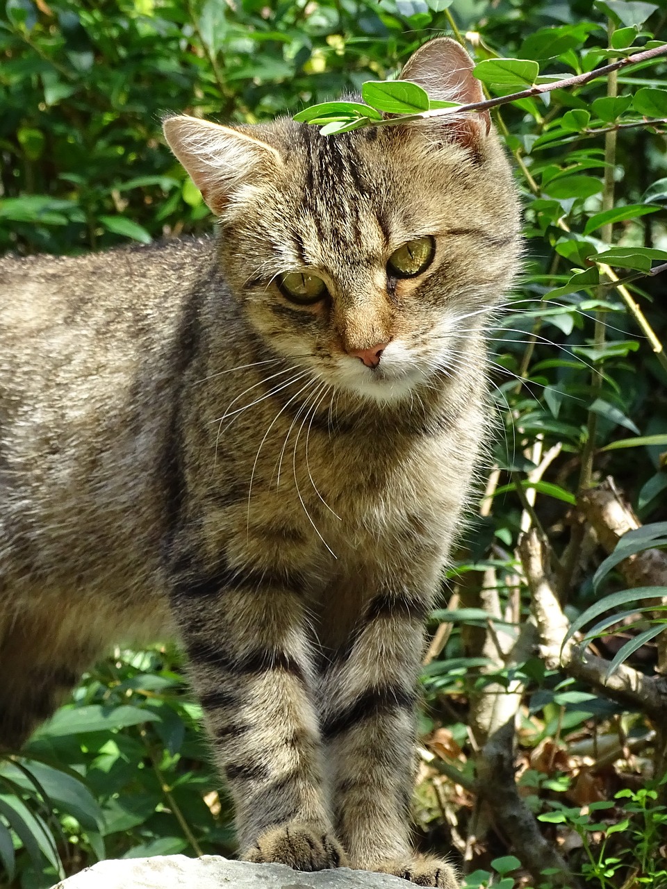 cat vigilant view free photo