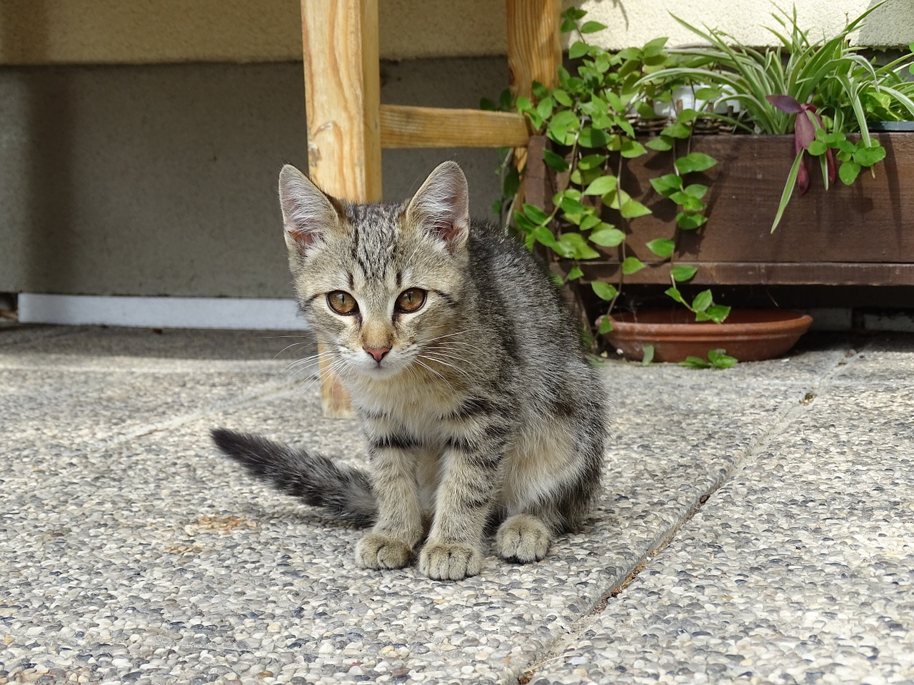 cat attention young cat free photo