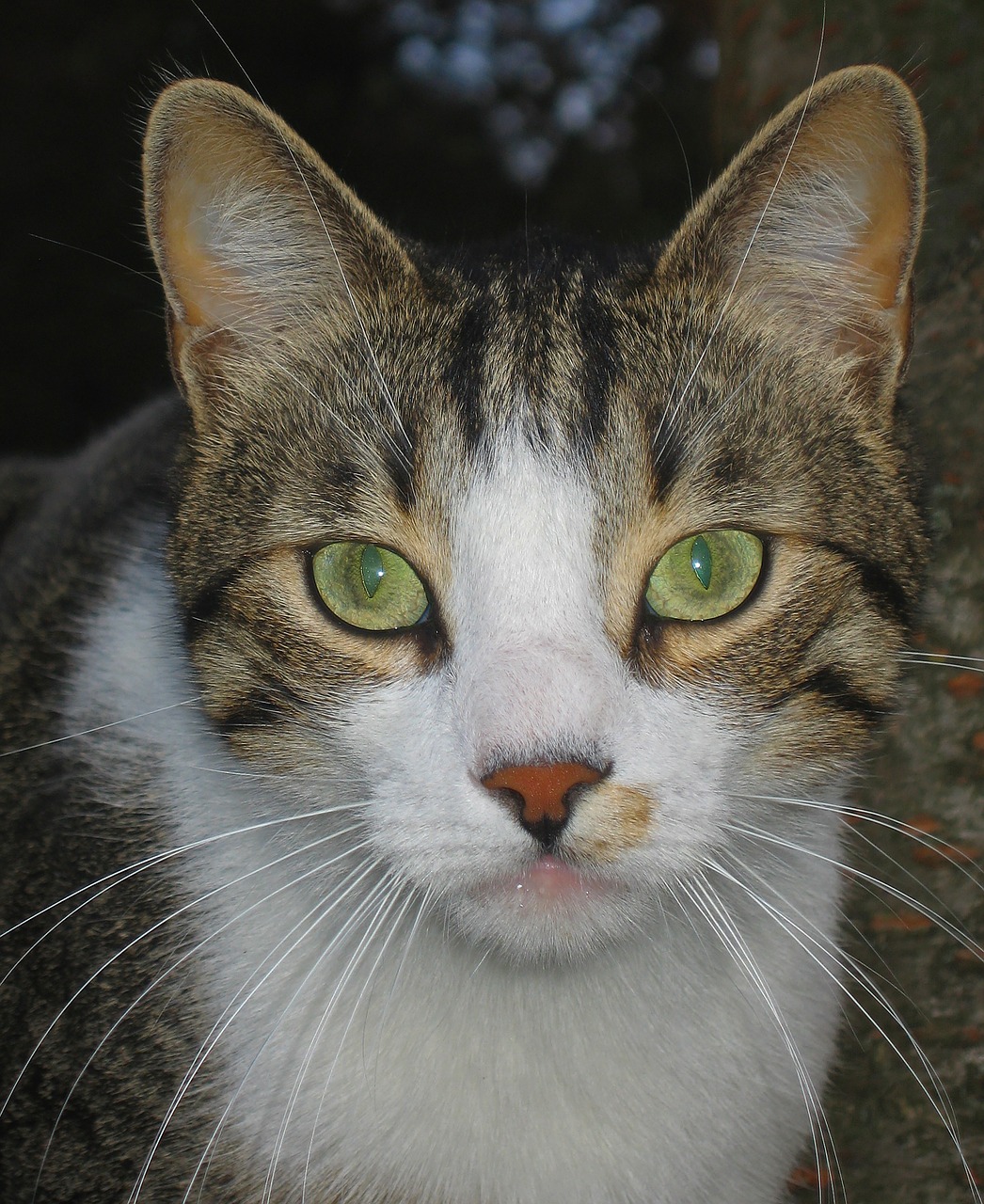 cat mackerel domestic cat free photo