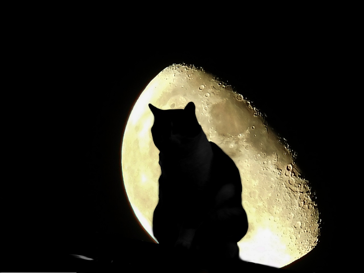 cat moon halloween free photo