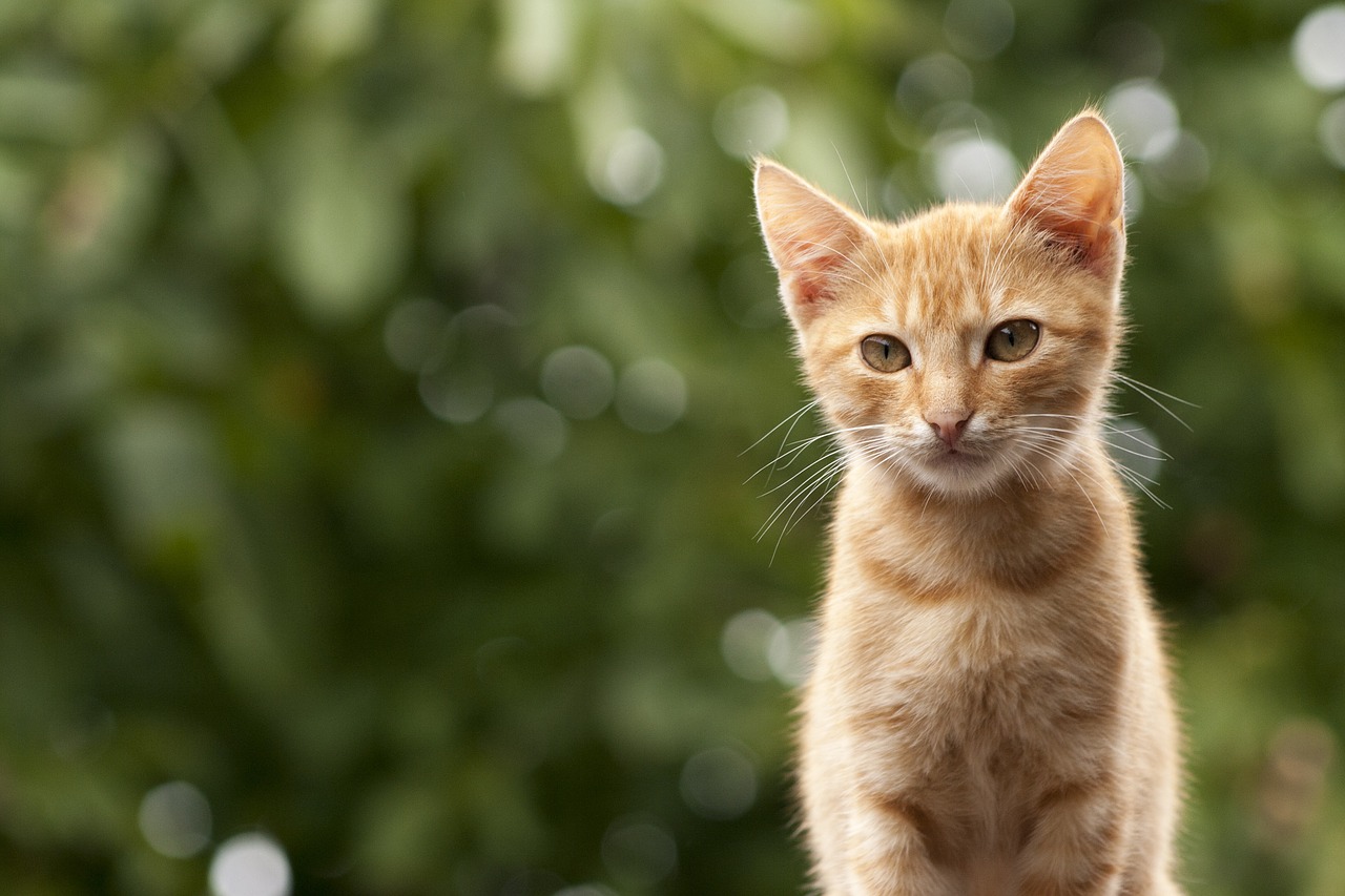 cat portrait yellow free photo