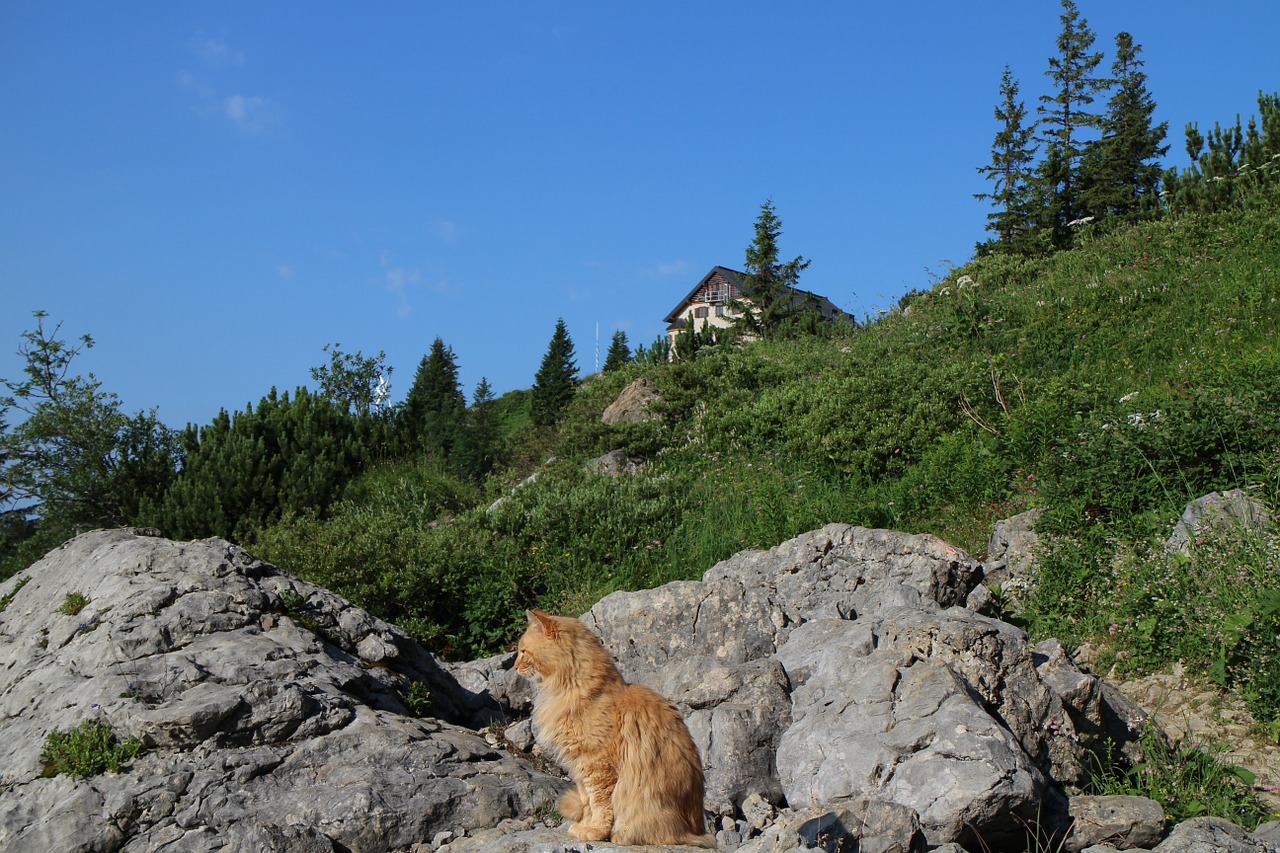 cat mountains hut free photo