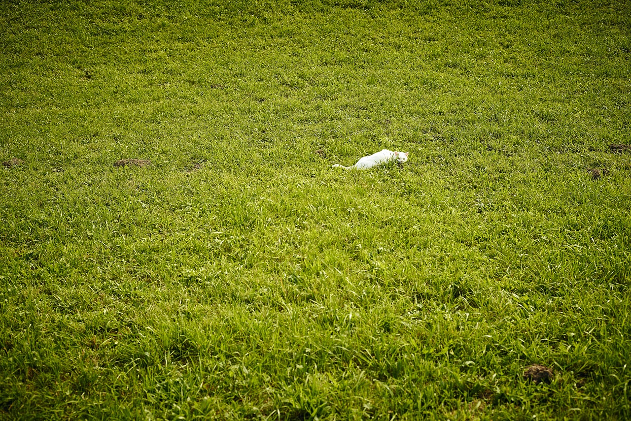 cat white meadow free photo
