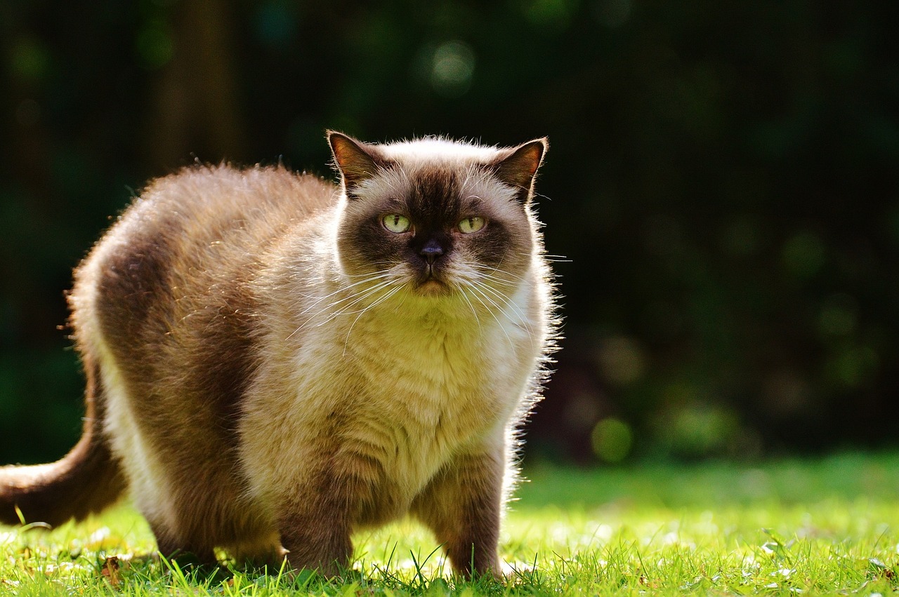 cat lurking british shorthair free photo