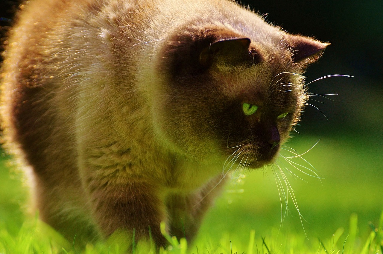 cat lurking british shorthair free photo