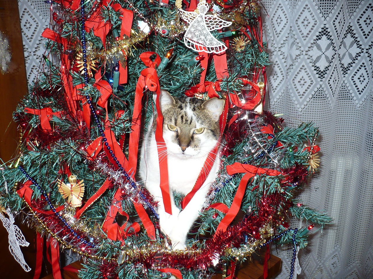 cat ornament christmas free photo