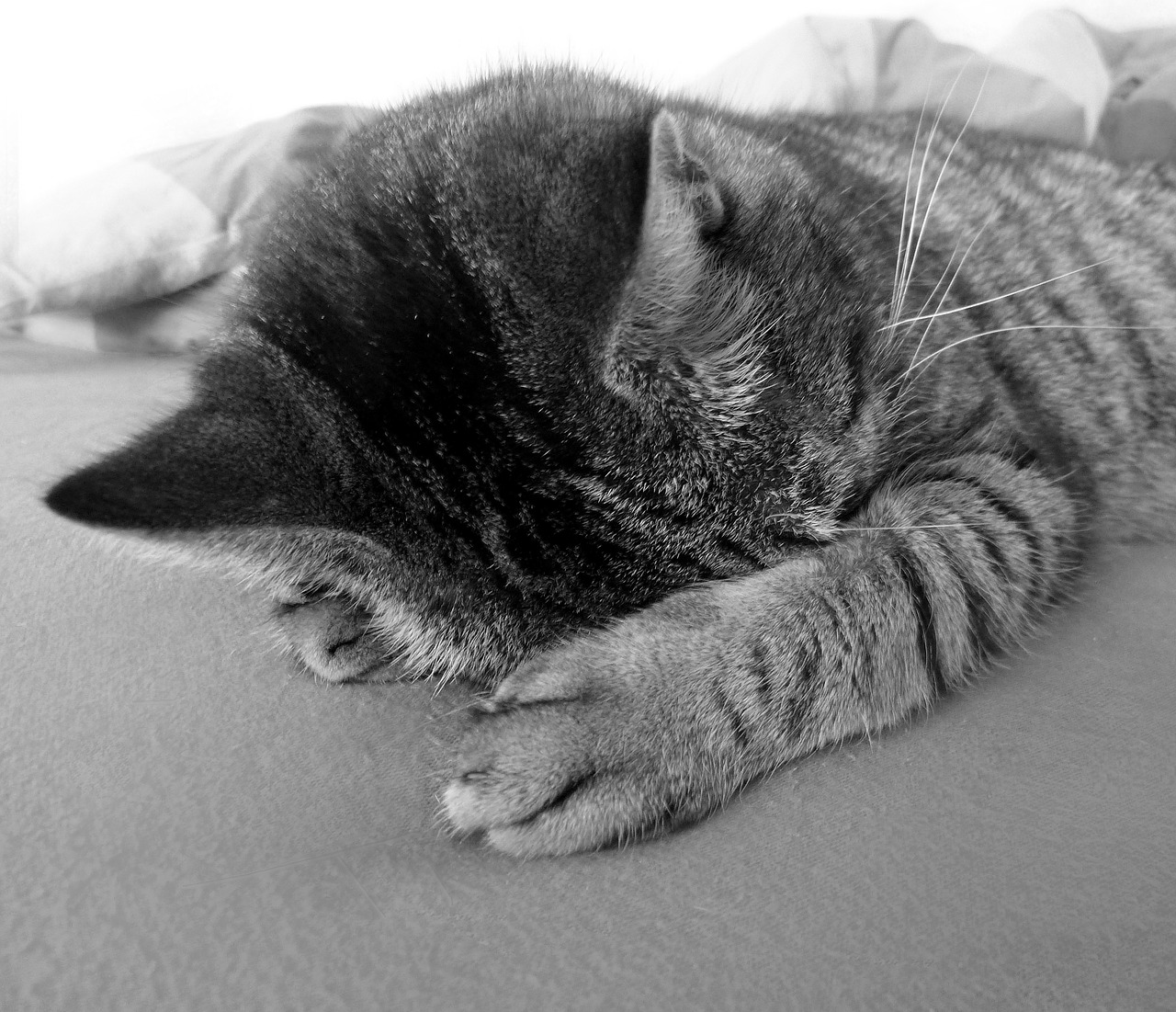 cat relax chill out free photo