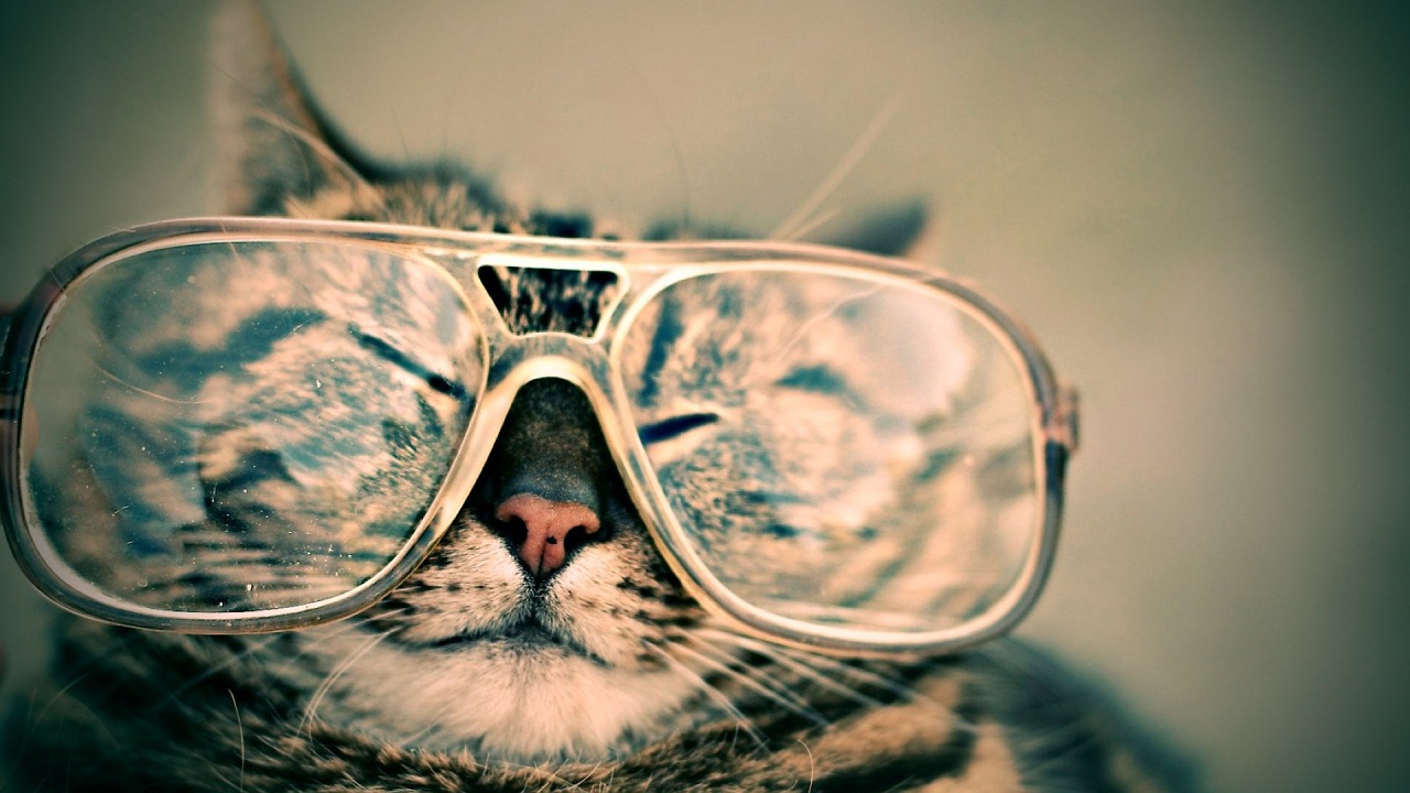 cat glasses eyewear free photo