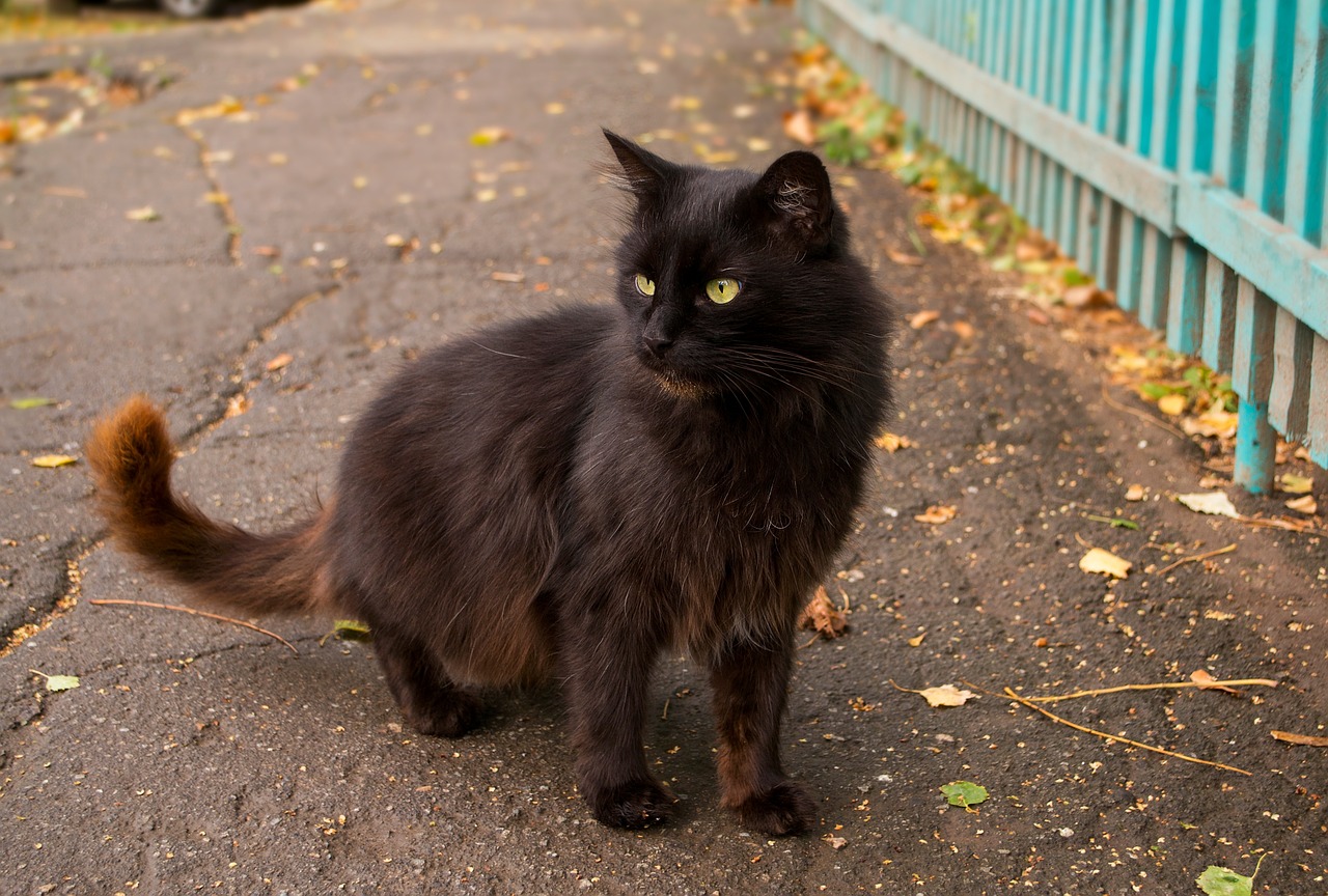 cat black autumn free photo