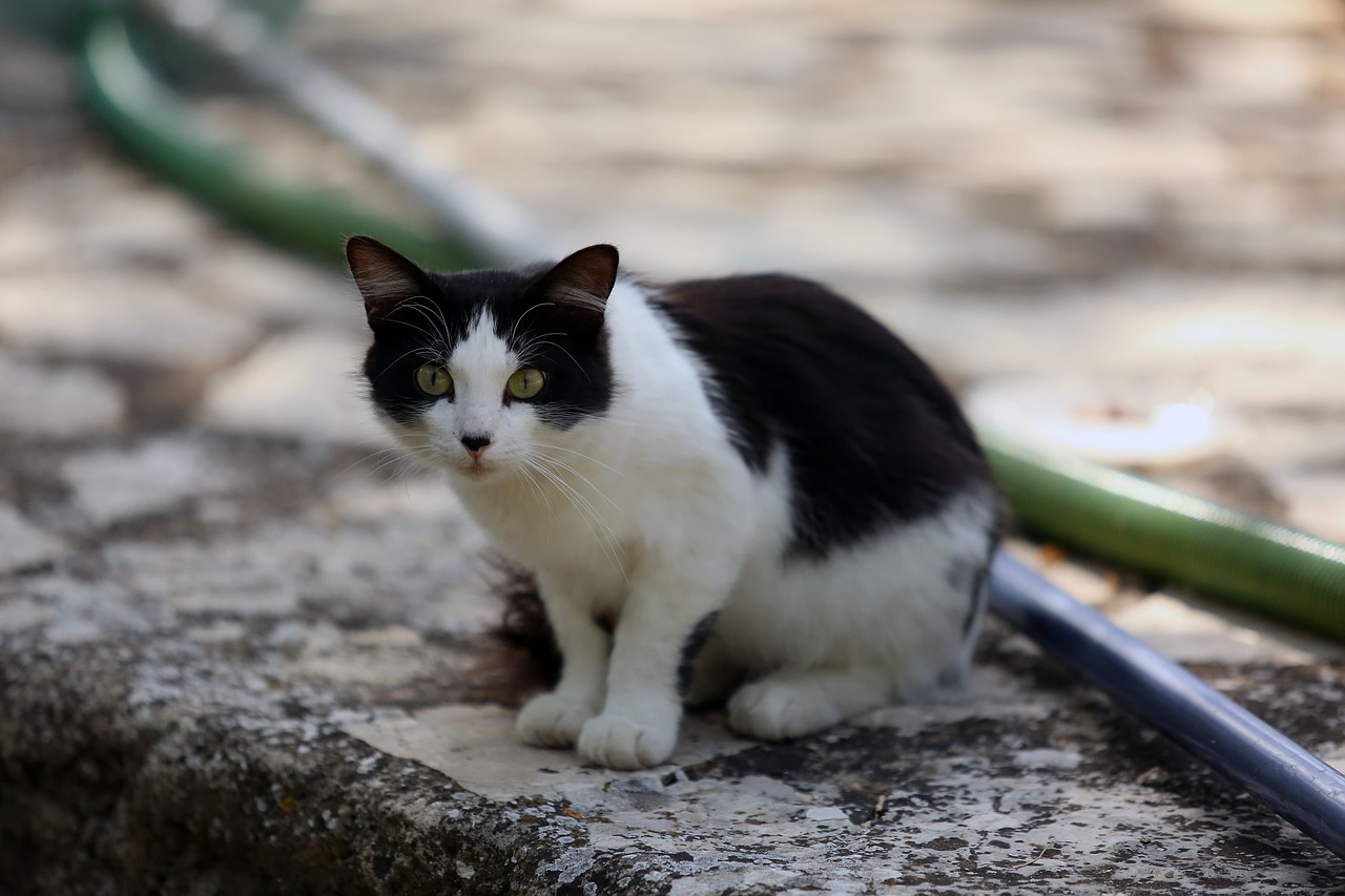 cat portrait domestic free photo