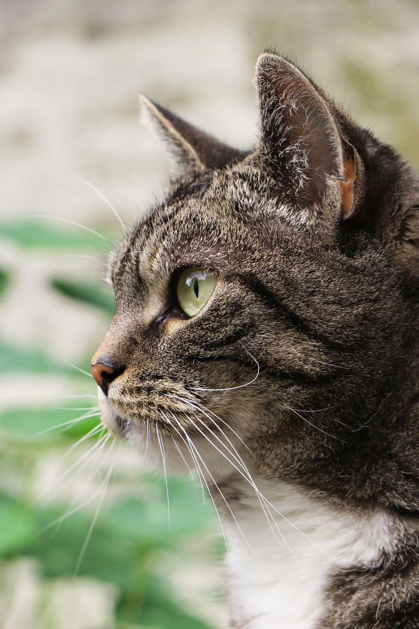 cat animal profile free photo