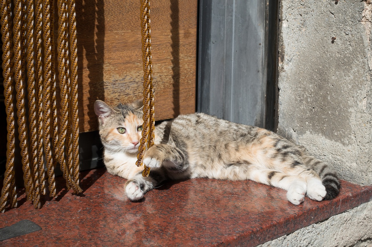 cat play curtain free photo