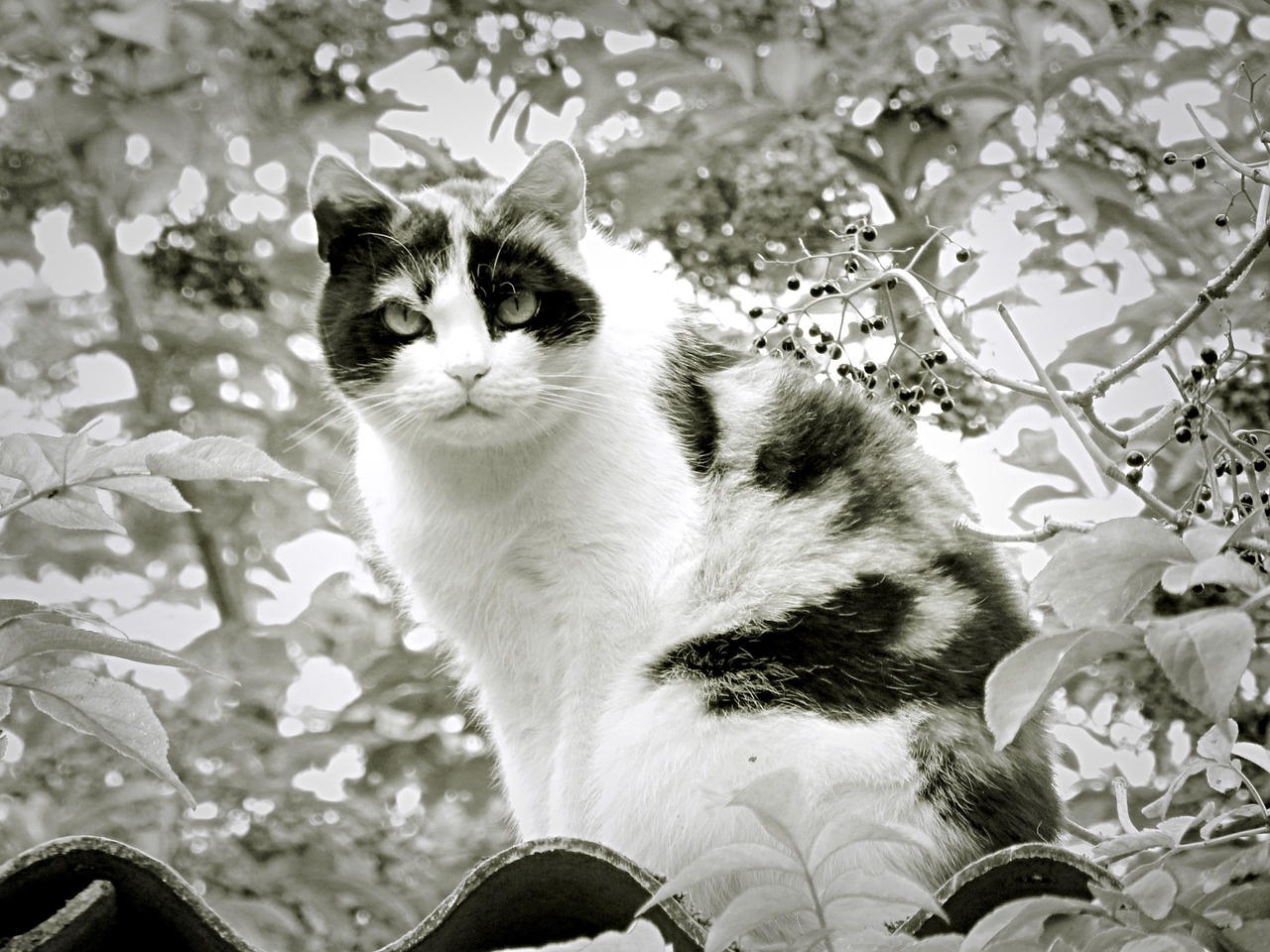 cat black and white lucky cat free photo