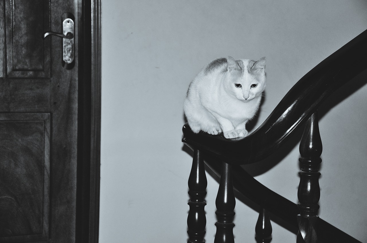 cat handrail stairs free photo