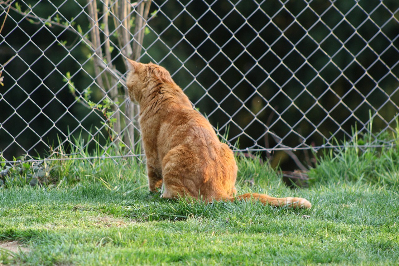 cat garden spring free photo