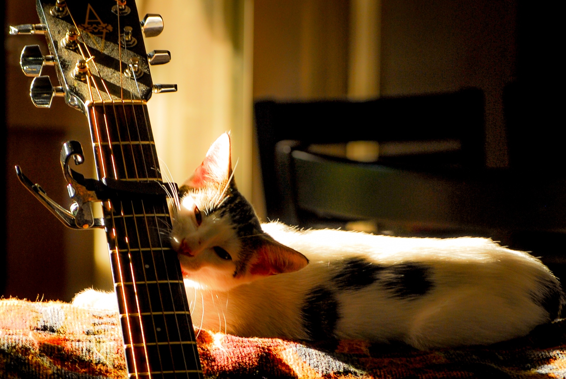 cat guitar sunlight free photo